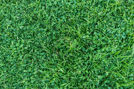 natural grass textureの写真素材