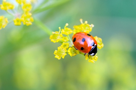 close-up of a ladybug on little yellow flowersの写真素材