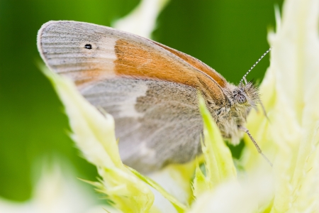 macro of a common ringlet butterfly  Coenonympha tullia  resting in a safe place surrounded by...