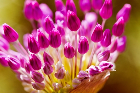 colorful flower buds in springtime
