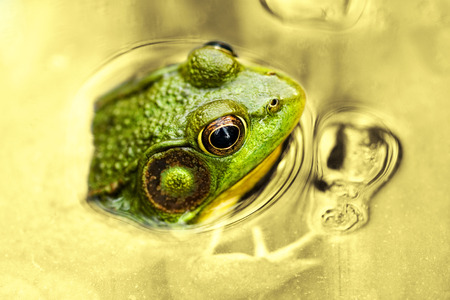 green pond frog resting in water