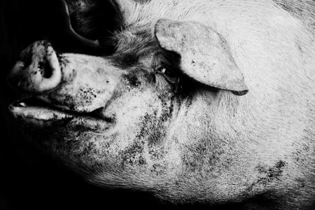 portrait of a pet pig on a farm in black and whiteの写真素材