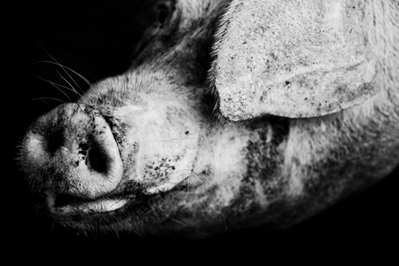 portrait of a shy pet pig on a farm in black and whiteの写真素材