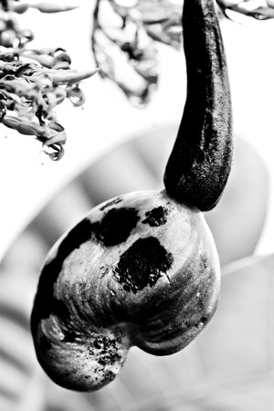 cashew inflorescence with developing fruit (anacardium occidentale) - (ana means upwards and - cardium means heart)の写真素材