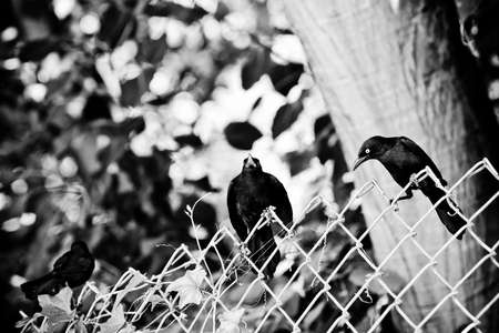 three blackbirds on a fence - front, side and back viewの写真素材