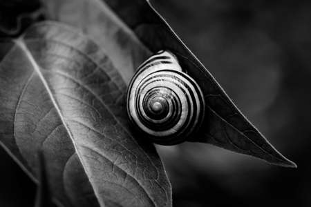 snail on a leaf in summertimeの写真素材