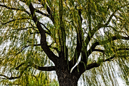 weeping willow (Salix babylonica) tree in springtimeの写真素材