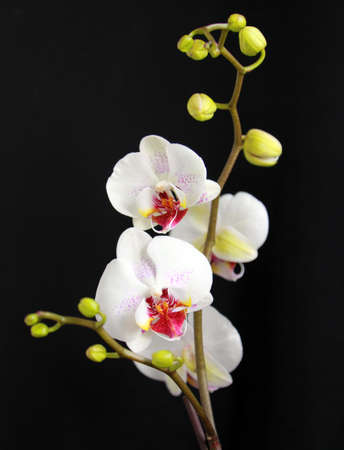 White orchidの写真素材