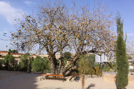 Uzbekistan, Samarkand  Saint Daniel complex  Saint treeの写真素材