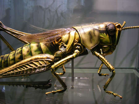 Huge Insectの写真素材