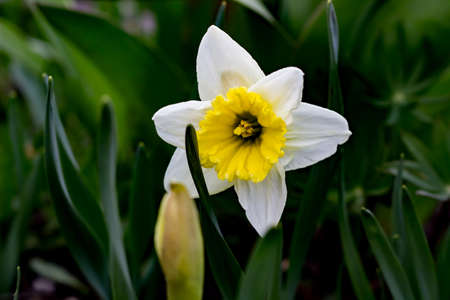 the fully opened flower Bud of a daffodil in spring