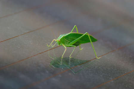 A locust on a windowの写真素材