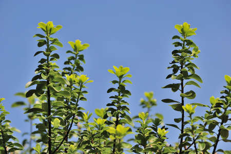 Ivy twig and blue skyの写真素材