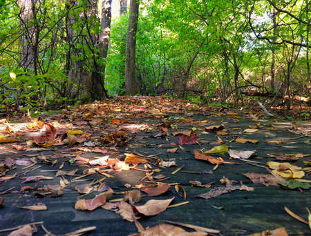 A boardwalk in the forest covered in freshly-fallen foliageの写真素材