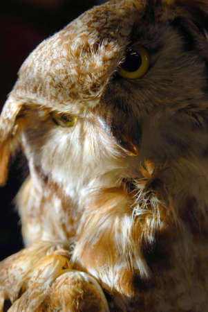 Sunlight on an eagle owl.の写真素材