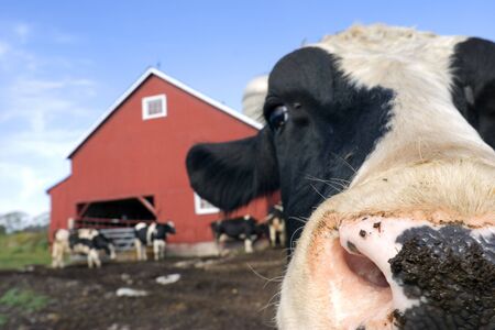 A Holstein Friesian bull on a dairy farm in North America, with a keen interest in being photographed. (Shot with minimal depth of field. Focus is just behind the front of the bull's nose.)の写真素材