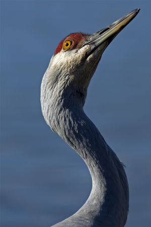 An inquisitive Sandhill Crane.の写真素材