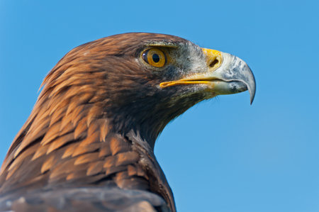 The head of a Golden Eagle in profile.の写真素材