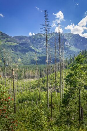 Poland. Tatra Mountains. Trail to Morskie Oko. Vegetation along the road, dead trees.の写真素材
