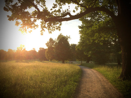 Sunset in the park with trees and meadows. Vintage styles.の写真素材