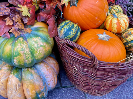 Orange and green pumpkins in a basketの写真素材