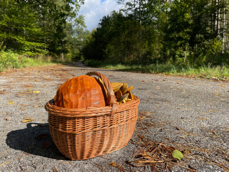 Pumpkin in a basket on the road in the forest.の写真素材
