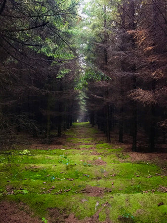 View of the space between the trees in a dense forest.