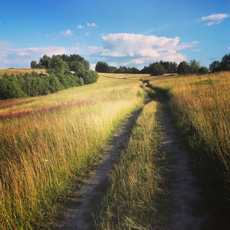 A dirt road leading between meadows.の写真素材