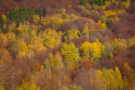 A stunning autumn landscape unfolds as a forested hillside is bathed in warm hues of red, orange,...