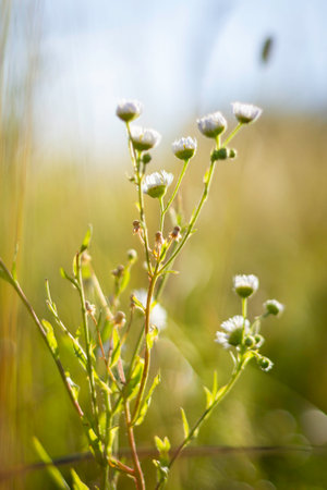 A bunch of white flowers are in a field. The flowers are in full bloom and are surrounded by green grass. The image has a peaceful and serene mood, as the flowers are in a natural settingの写真素材