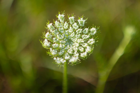 A white flower with green leaves. The flower is in the middle of the image. The flower is surrounded by green grassの写真素材