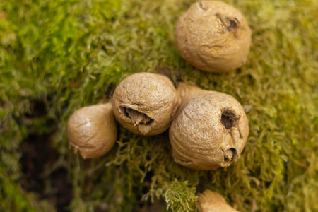 A group of small, brown, fuzzy balls are sitting on a mossy surface. The balls are all different...