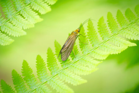 A brown bug is on a green leaf. The leaf is green and has a lot of veinsの写真素材