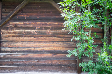A wooden wall with a green vine growing out of it. The wall is old and has a rustic feel to it. The...