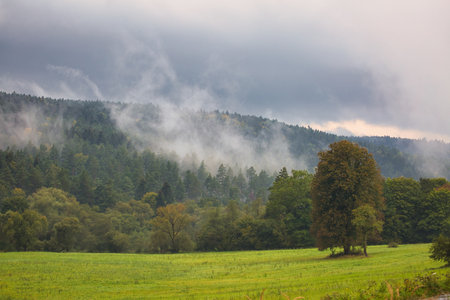 A foggy day in the woods with a tree in the foreground. The sky is cloudy and the trees are covered in mistの写真素材