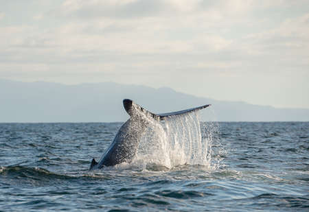 A happy humpback whale splashes his tailの写真素材