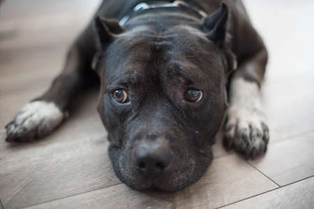 A well behaved black pitbul obediently behaves