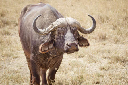 a large water buffalo on the african savannaの写真素材