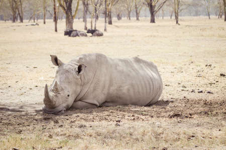 A large tired rhinoceros sleeps on the african savannaの写真素材