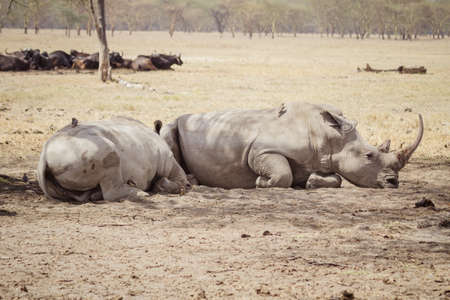 Large tired rhinoceros' sleeps on the african savannaの写真素材