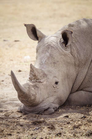 A large tired rhinoceros sleeps on the african savannaの写真素材