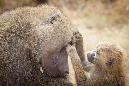 A baby monkey and his mother on the african savannaの写真素材