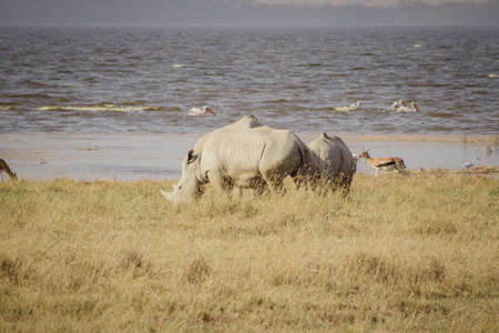 A large rhinoceros grazes on the african savannaの写真素材