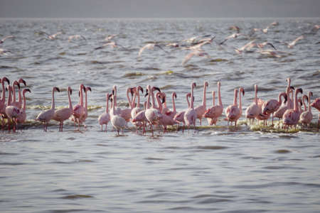 Pink flamingos rest in a lake on the african savannaの写真素材
