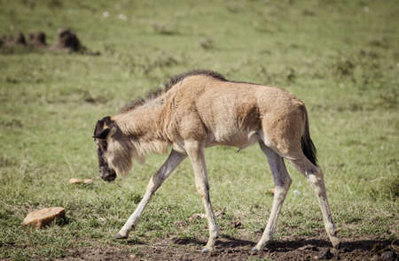 A baby willdabeast walks on the african savanna