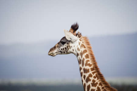 A big giraffe walks on the african savannaの写真素材