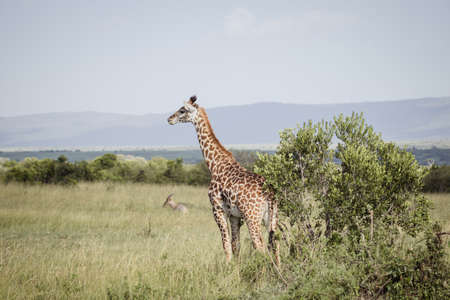 A big giraffe walks on the african savannaの写真素材