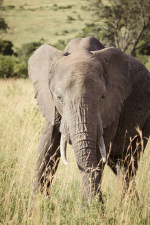 A large elephant walks on the african savannaの写真素材