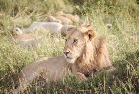 A lion relaxes on the african savannaの写真素材