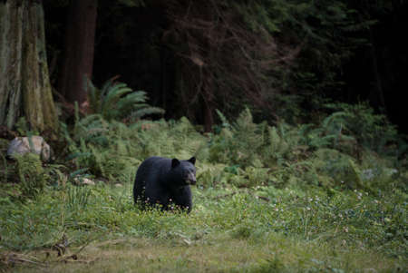 A black bear strolls through the grassの写真素材